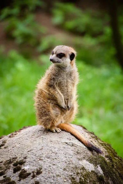 Primo Piano Meerkat Suricata Suricatta — Foto Stock