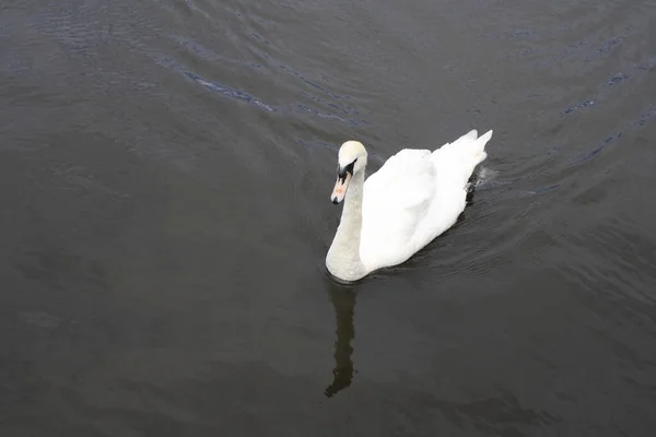 Alster Beyaz Bir Kuğu — Stok fotoğraf