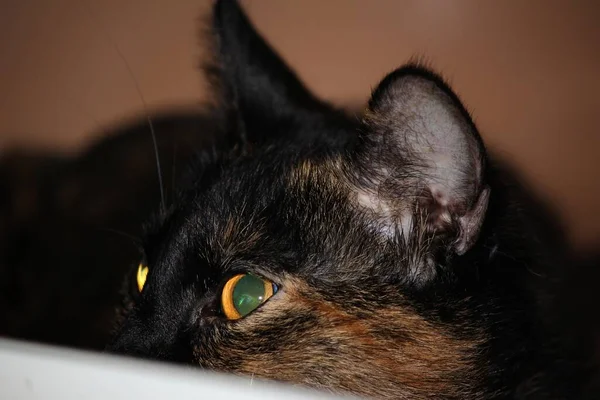 Portret Van Een Schattige Kat — Stockfoto