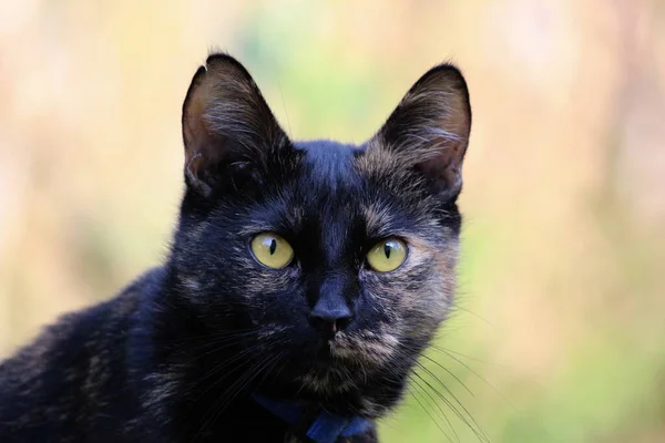 Retrato Gato Bonito — Fotografia de Stock