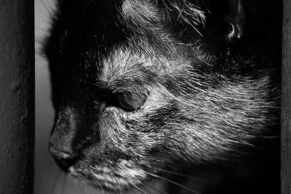 Portrét Roztomilé Kočky — Stock fotografie