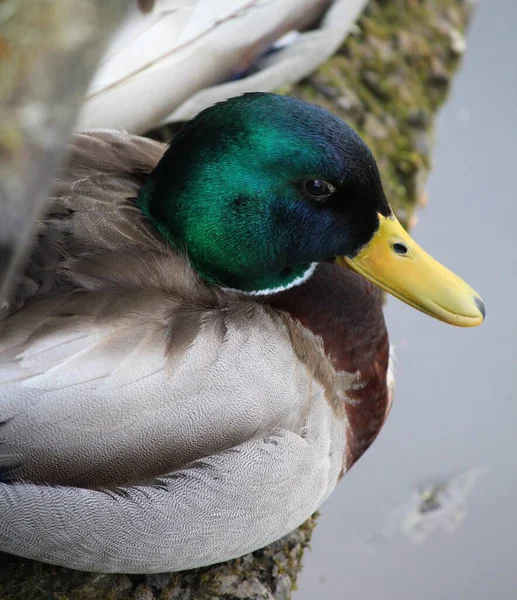 Divoká Kachna Jezeře — Stock fotografie