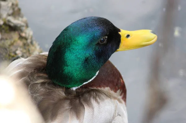 Anatra Reale Sul Lago — Foto Stock