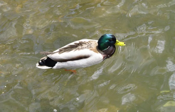 Duck Lake — Stock Photo, Image