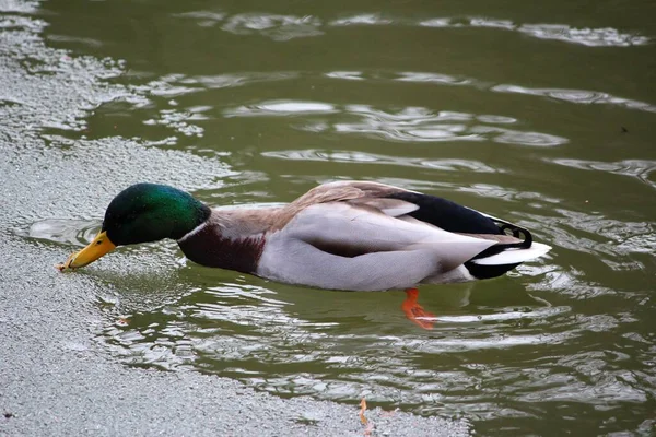 Ente Auf Dem See — Stockfoto