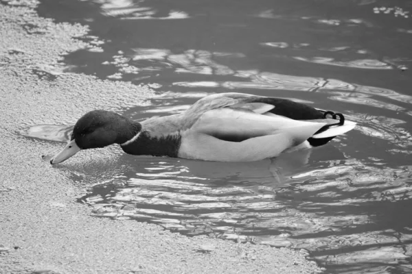 白鳥の白黒写真です — ストック写真