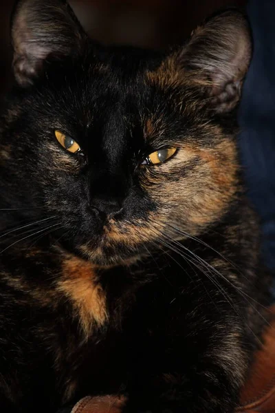 Gato Negro Sobre Fondo Oscuro — Foto de Stock