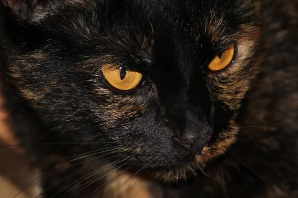 Schwarze Katze Auf Dem Boden — Stockfoto