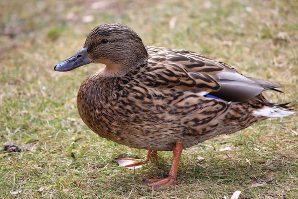 Nahaufnahme Von Wildenten — Stockfoto