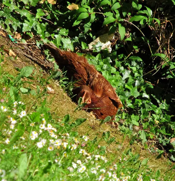 Een Grote Eekhoorn Het Gras — Stockfoto