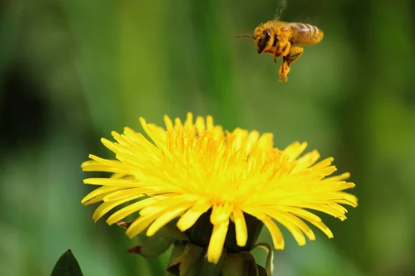 Schöne Aussicht Auf Natürliche Löwenzahnblume — Stockfoto