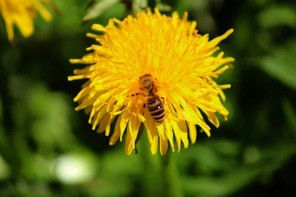 Schöne Aussicht Auf Natürliche Löwenzahnblume — Stockfoto