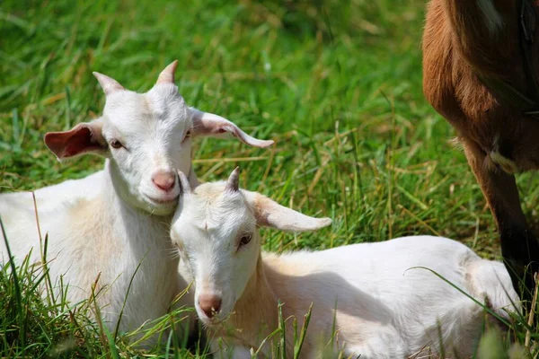 Chèvres Sur Herbe — Photo