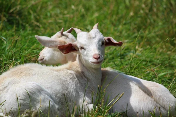 Getter Fältet — Stockfoto