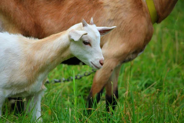 Yeşil Çayırdaki Inek — Stok fotoğraf