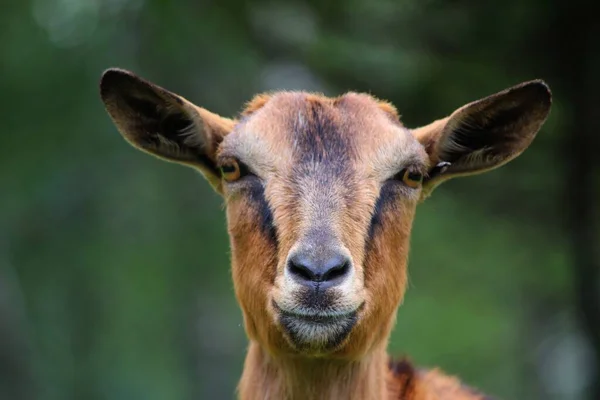 Nahaufnahme Eines Jungen Rehs Feld — Stockfoto