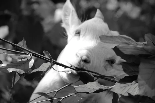 Black White Dog Park — Stock Photo, Image