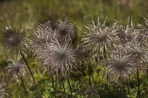 Berg Nelkenwurz Geum Montanum Hohe Tauern Matrei Osttirol Tirol Austria — Stock Photo, Image