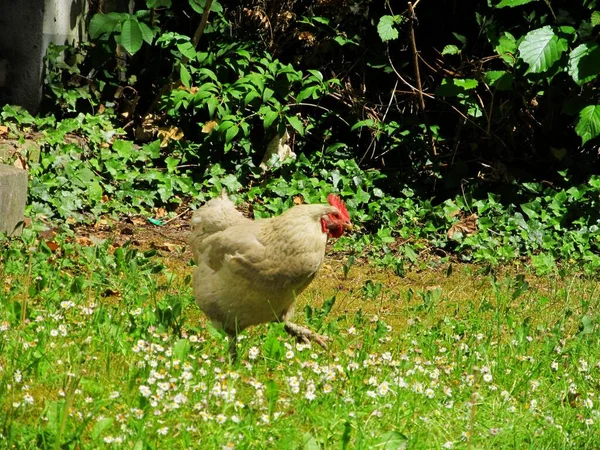 Çimlerdeki Tavuklar — Stok fotoğraf