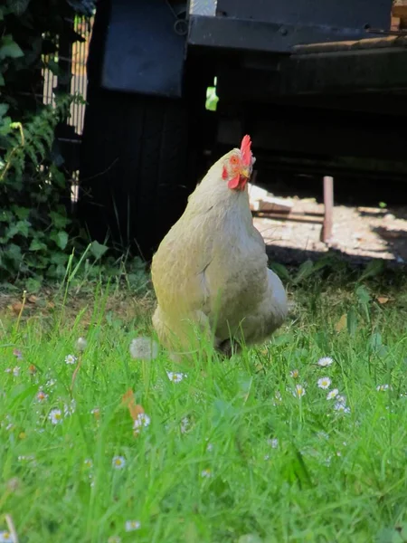 院子里的公鸡 — 图库照片
