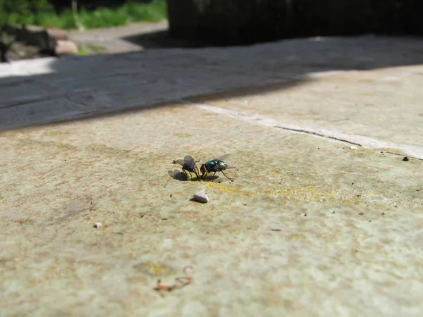 Nahaufnahme Eines Kleinen Insekts Auf Dem Boden — Stockfoto