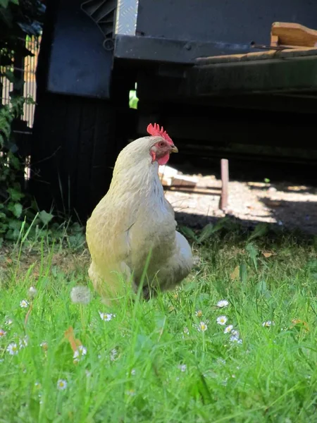 Pollo Pollos Granja —  Fotos de Stock