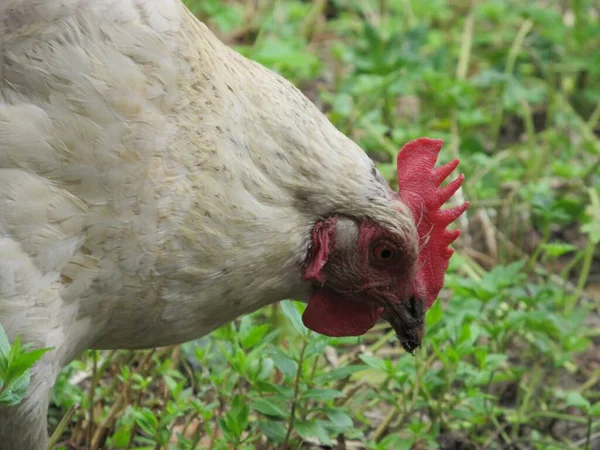 Fehér Csirke Fűben — Stock Fotó