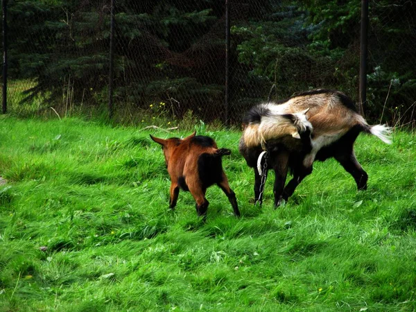 牧草地に2頭の馬が — ストック写真