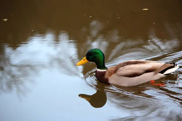 Ánade Real Agua —  Fotos de Stock