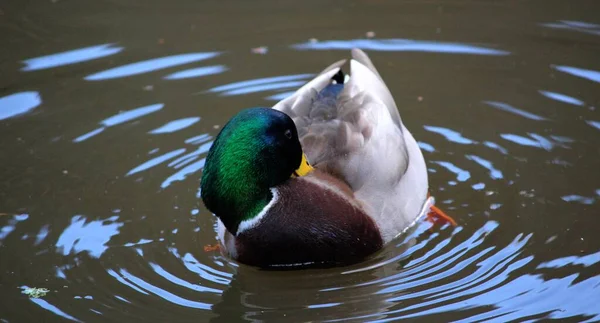 Eine Nahaufnahme Eines Vogels Wasser — Stockfoto