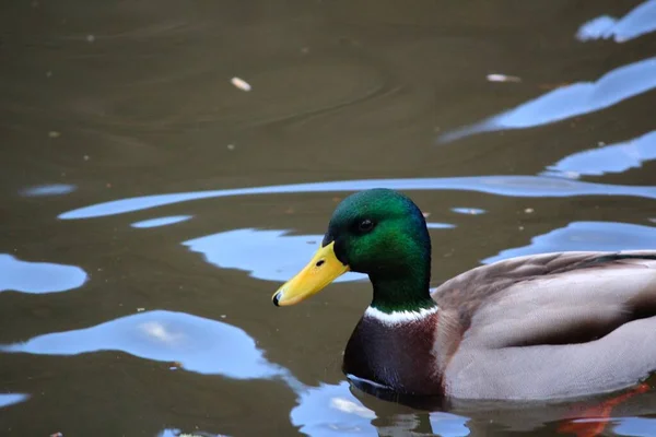 Canard Colvert Nageant Dans Eau — Photo