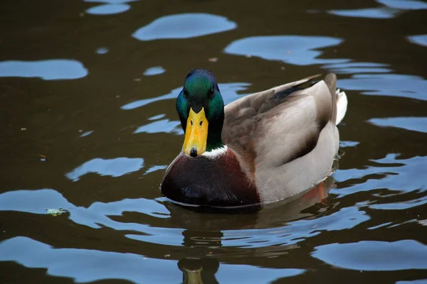 Gräsänder Sjön — Stockfoto