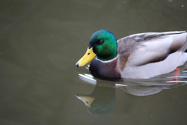 Wilde Eend Die Het Water Zwemt — Stockfoto