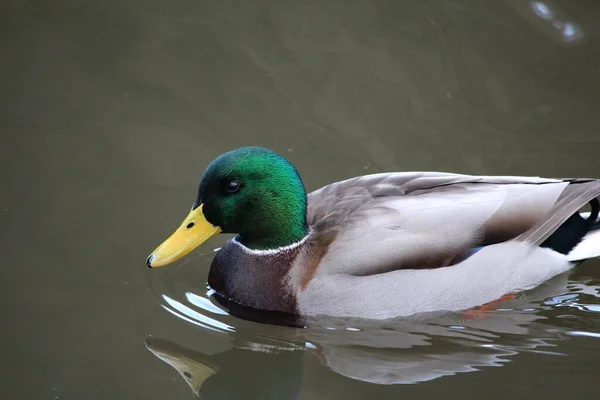 Tőkés Kacsa Tavon — Stock Fotó