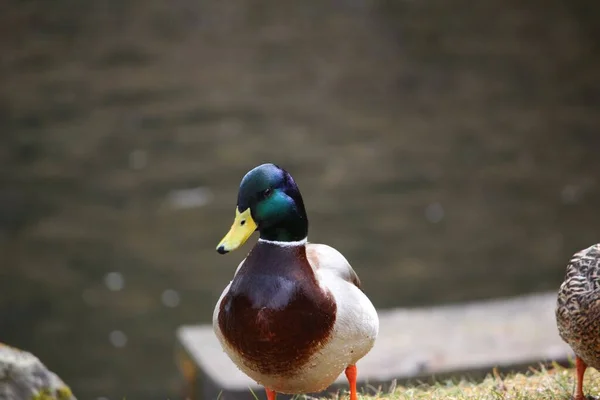 호수에 — 스톡 사진