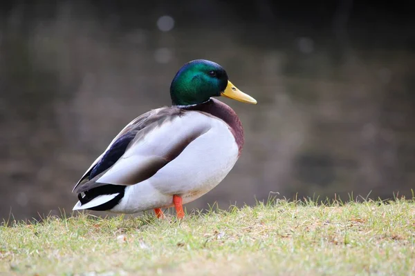 Stockente Anas Platyrhynchos Einzelner Vogel Flug — Stockfoto