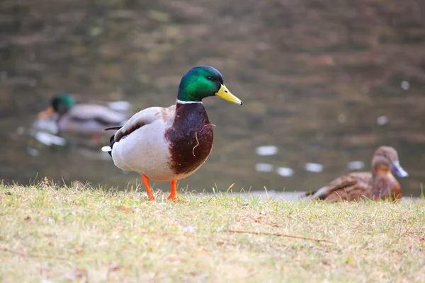 Mallard Anas Platyrhynchos Único Pássaro Lagoa — Fotografia de Stock