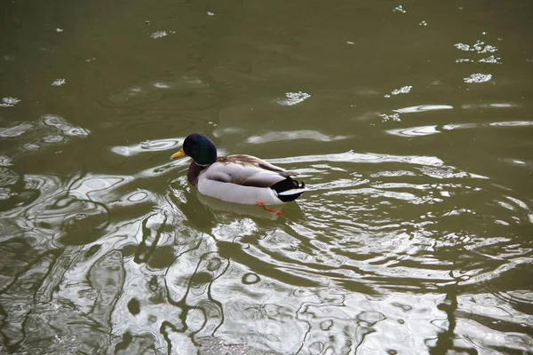 Enten Wasser — Stockfoto