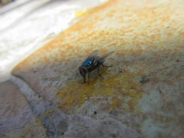 Closeup Bug Wild Nature — Stock Photo, Image