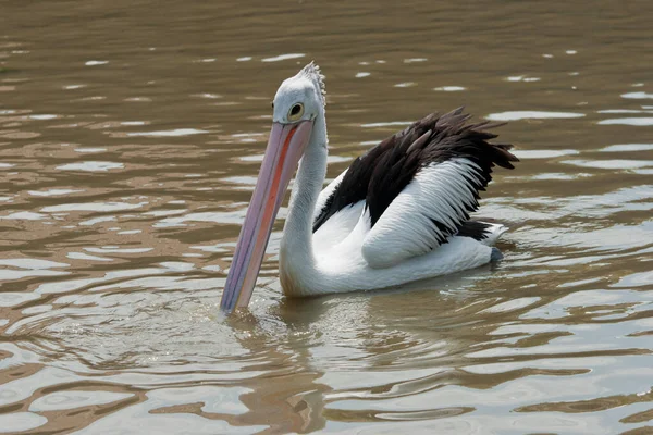 長いくちばしを持つペリカン鳥 — ストック写真