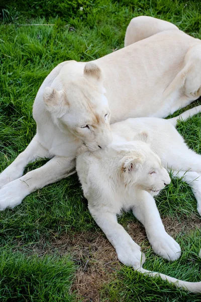 Biała Lwica Troszczy Się Swoje Potomstwo — Zdjęcie stockowe