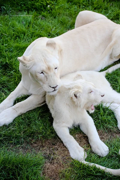 Λευκή Λέαινα Φροντίζει Τους Απογόνους Της — Φωτογραφία Αρχείου