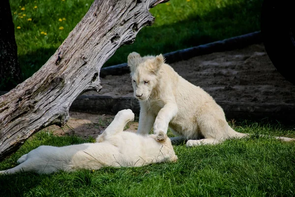 Witte Baby Leeuwen Spelen Romp Zon — Stockfoto