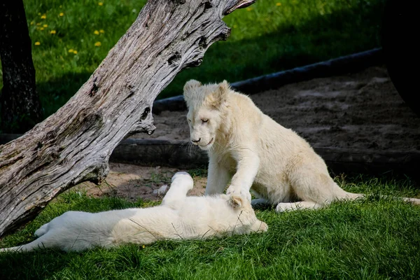 Λευκά Λιοντάρια Παίζουν Και Κυλιούνται Στον Ήλιο — Φωτογραφία Αρχείου