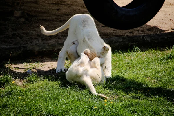 White Baby Lions Play Romp Sun — Stock Photo, Image