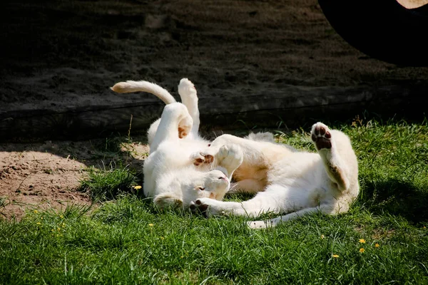 Weiße Löwenbabys Spielen Und Toben Der Sonne — Stockfoto