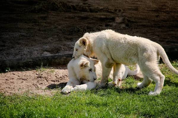 Leões Brancos Brincam Brincam Sol — Fotografia de Stock