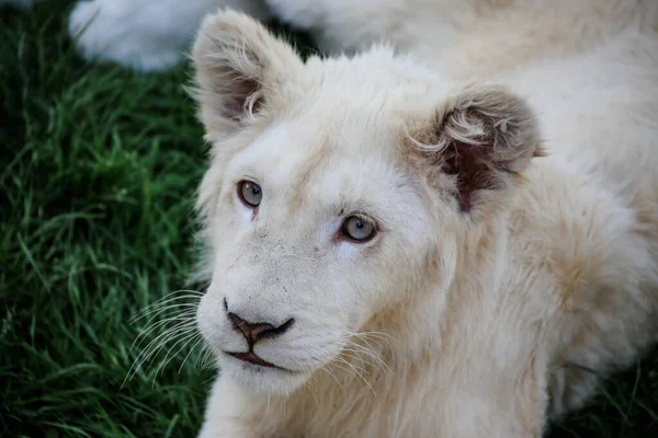 Κοντινό Πλάνο Ενός Λευκού Λιονταριού — Φωτογραφία Αρχείου