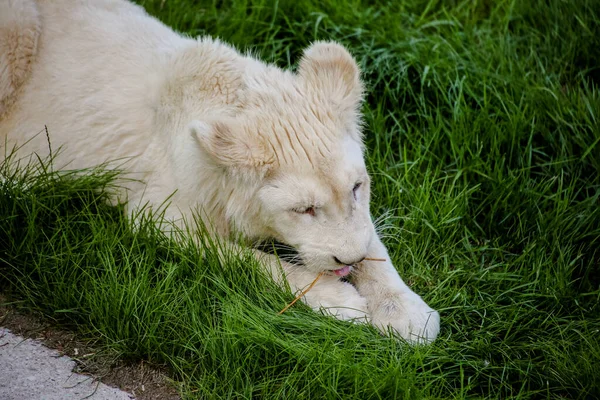 Zbliżenie Białego Lwa — Zdjęcie stockowe