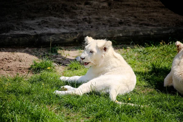 Close Van Een Witte Leeuw — Stockfoto